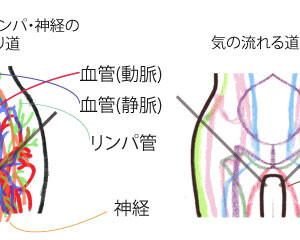 経絡、血管、リンパ、神経の流れ