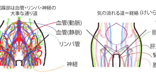 経絡、血管、リンパ、神経の流れ